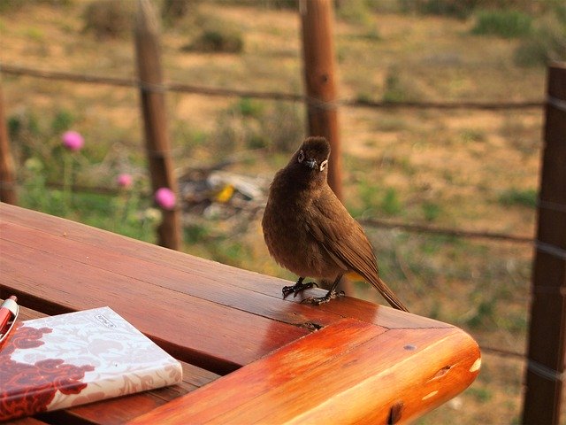 Ücretsiz indir Bird Africa Nature - GIMP çevrimiçi resim düzenleyici ile düzenlenecek ücretsiz fotoğraf veya resim