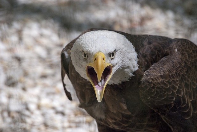 Free download bird american eagle ornithology free picture to be edited with GIMP free online image editor