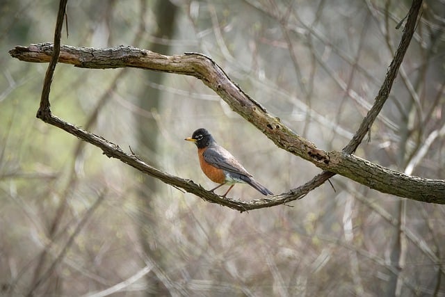 Free download bird american robin tree free picture to be edited with GIMP free online image editor
