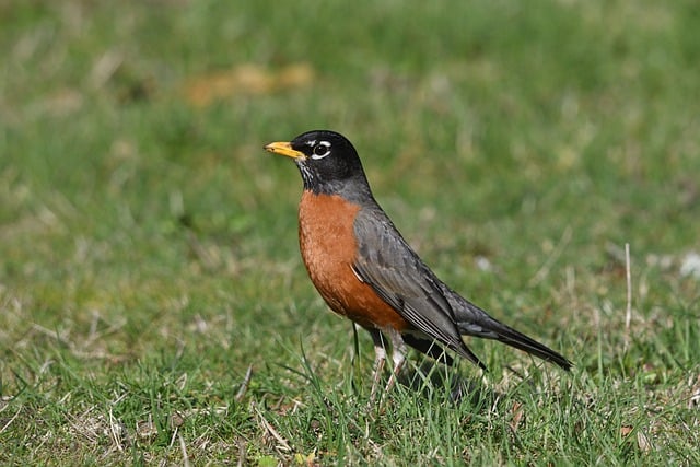 Free download bird american robin wildlife free picture to be edited with GIMP free online image editor