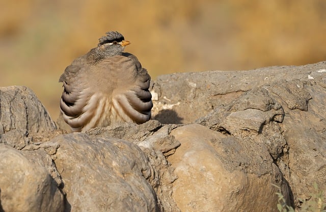 Free download bird ammoperdix griseogularis free picture to be edited with GIMP free online image editor