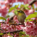 Bird and cherry blossom branch  screen for extension Chrome web store in OffiDocs Chromium