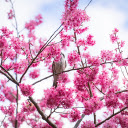 Bird and flower branch  screen for extension Chrome web store in OffiDocs Chromium