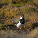 Bird and long feathers on the head  screen for extension Chrome web store in OffiDocs Chromium