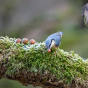 Bird and Nuts  screen for extension Chrome web store in OffiDocs Chromium