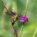 Bird and Purple Flower  screen for extension Chrome web store in OffiDocs Chromium