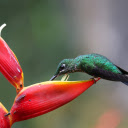 Bird and Red Flower  screen for extension Chrome web store in OffiDocs Chromium
