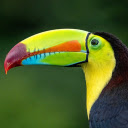 Bird and the beautiful beak  screen for extension Chrome web store in OffiDocs Chromium