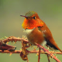 Bird and thorn tree branch  screen for extension Chrome web store in OffiDocs Chromium