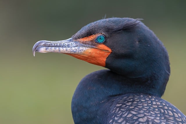 Free download bird anhinga wildlife eye feather free picture to be edited with GIMP free online image editor