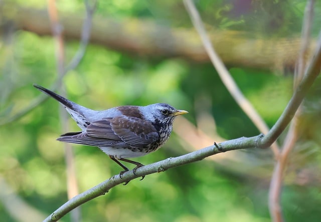 Free download bird animal basket thrush nature free picture to be edited with GIMP free online image editor