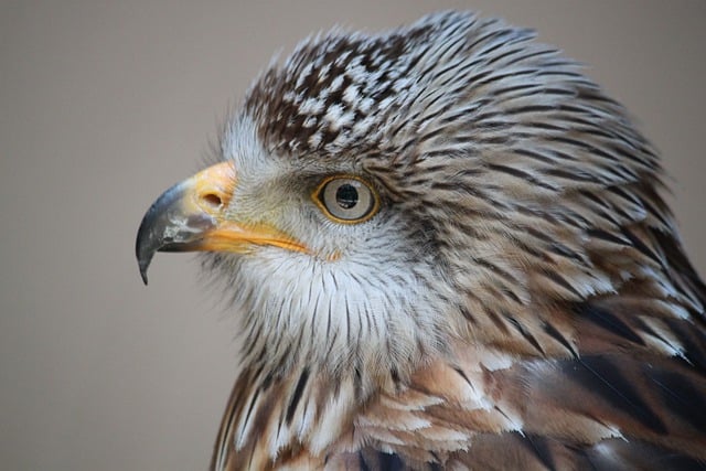 無料ダウンロード鳥動物猛禽類野生動物GIMPで編集できる無料オンライン画像エディター