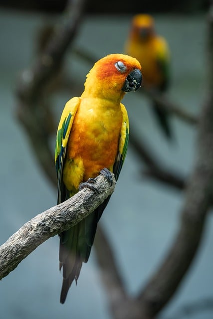 Free download bird animal blue throated parrot free picture to be edited with GIMP free online image editor