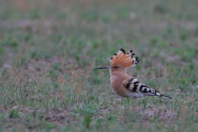 Free download bird animal brandenburg spreewald free picture to be edited with GIMP free online image editor