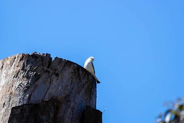 Free download bird animal fauna landscape nature free picture to be edited with GIMP free online image editor
