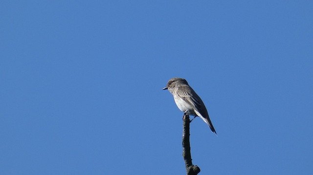 Descarga gratuita Bird Animal Forest: foto o imagen gratuita para editar con el editor de imágenes en línea GIMP