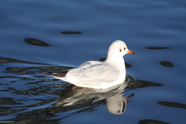 Free download bird animal gull water eilbek hh free picture to be edited with GIMP free online image editor