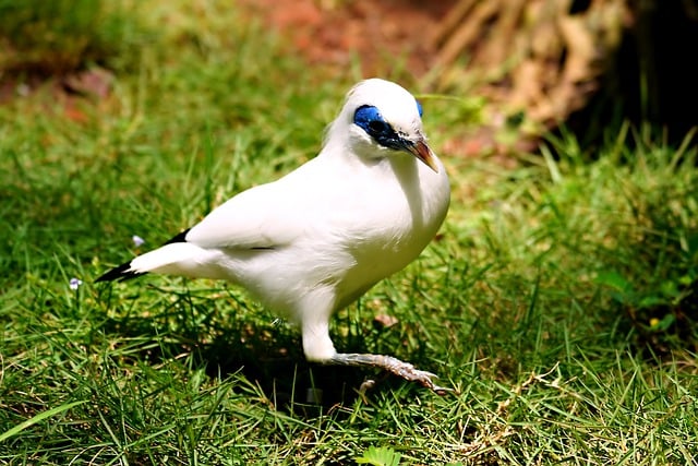 Free download bird animal jalak bali myna free picture to be edited with GIMP free online image editor