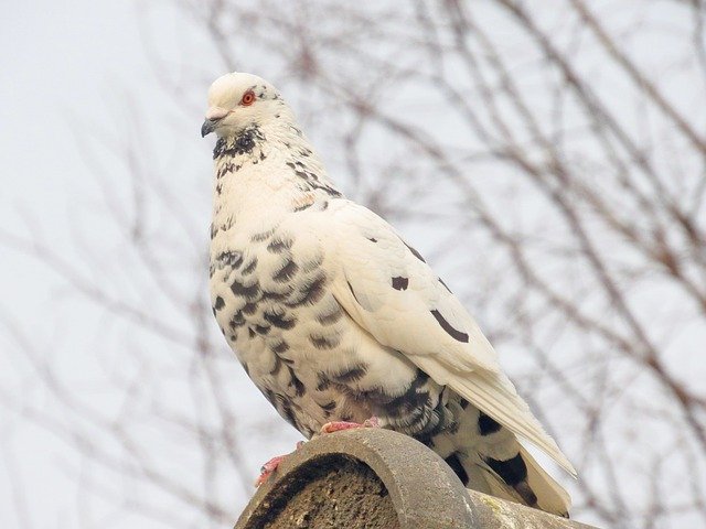 Download gratuito Bird Animal Nature - foto o immagine gratuita da modificare con l'editor di immagini online di GIMP