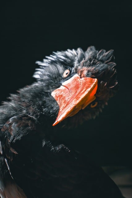 Free download bird animal nature beak plumage free picture to be edited with GIMP free online image editor