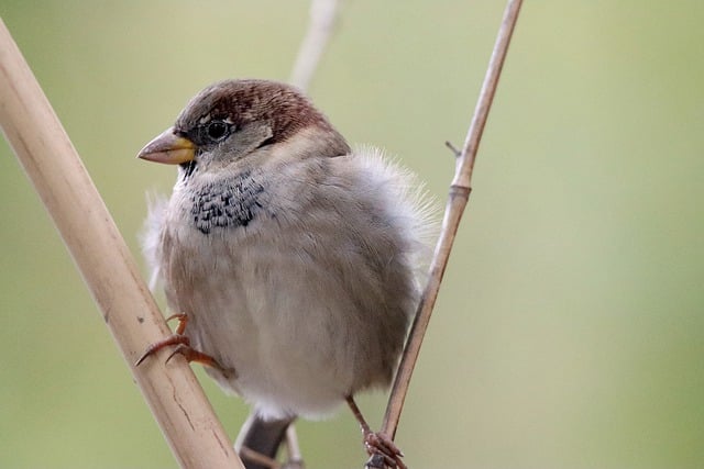 김프 무료 온라인 이미지 편집기로 편집할 수 있는 새 동물 자연 벌새 무료 사진을 무료로 다운로드하세요.