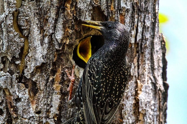 Free download bird animal nature wildlife avian free picture to be edited with GIMP free online image editor