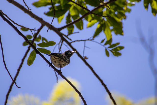 Free download bird animal ornithology wildlife free picture to be edited with GIMP free online image editor