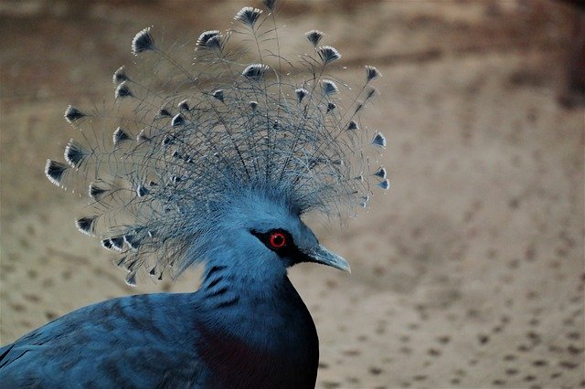 Download gratuito Bird Animal Plumage: foto o immagine gratuita da modificare con l'editor di immagini online GIMP