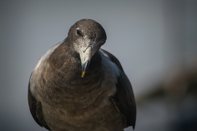 تحميل مجاني لطيور الطيور وطبيعة ريشها في صورة مجانية ليتم تحريرها باستخدام محرر الصور المجاني على الإنترنت من GIMP