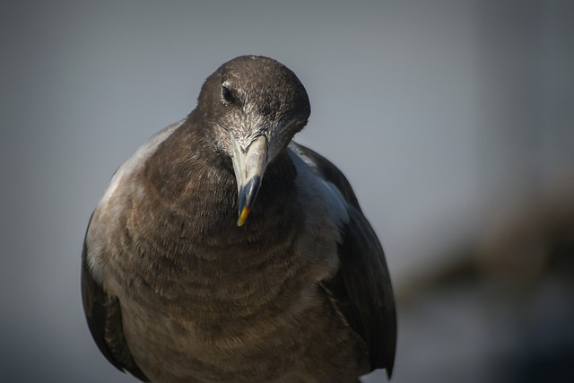 Free download bird animal plumage nature at free picture to be edited with GIMP free online image editor