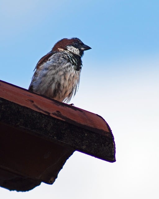 Free download bird animal roof wildlife avian free picture to be edited with GIMP free online image editor