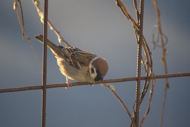 Free download Bird Animals Sitting -  free photo or picture to be edited with GIMP online image editor