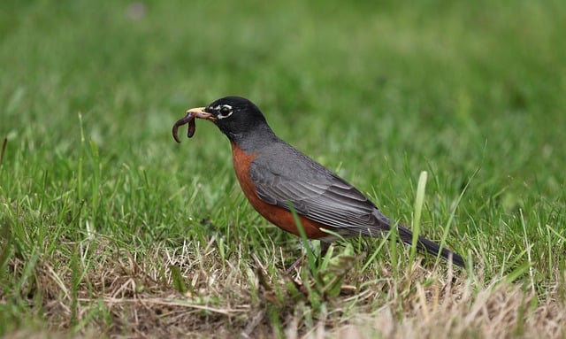 Free download bird animals wildlife nature free picture to be edited with GIMP free online image editor
