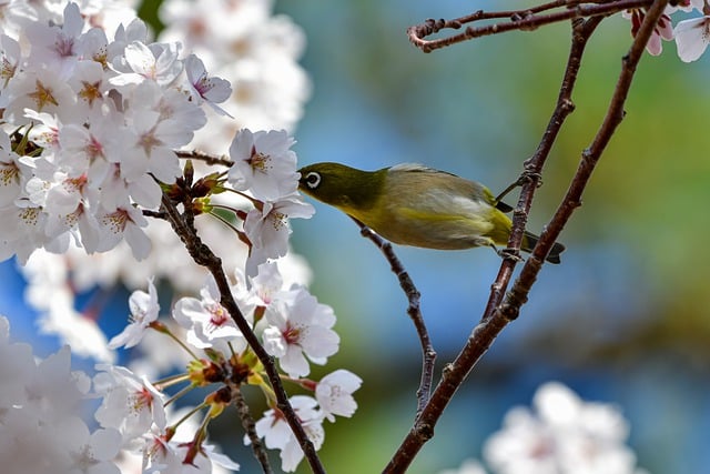 Free download bird animal warbling white eye free picture to be edited with GIMP free online image editor