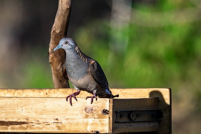 Free download Bird Animal Wildlife Bronzewing -  free photo or picture to be edited with GIMP online image editor