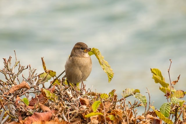 Scarica gratuitamente l'immagine gratuita di uccelli animali selvatici da vicino da modificare con l'editor di immagini online gratuito GIMP