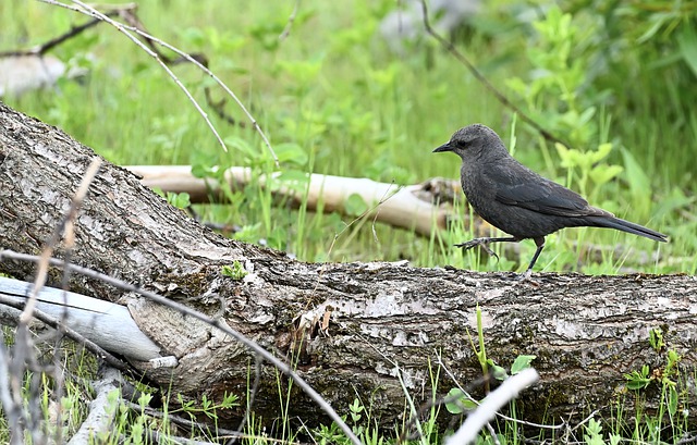 Free download bird animal wildlife nature log free picture to be edited with GIMP free online image editor