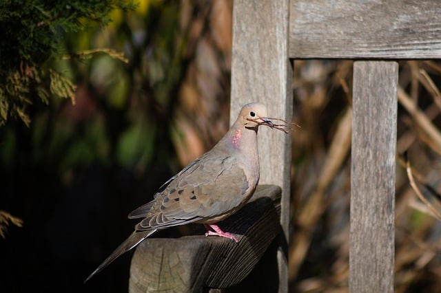 Free download bird animal wildlife wild animal free picture to be edited with GIMP free online image editor