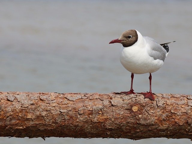 Free download Bird Animal World Animals -  free photo or picture to be edited with GIMP online image editor