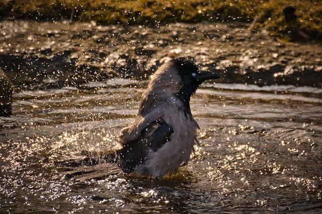 Download gratuito Bird Animal World Nature: foto o immagine gratuita da modificare con l'editor di immagini online GIMP