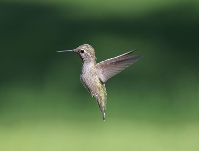 Free download bird anna hummingbird wildlife free picture to be edited with GIMP free online image editor
