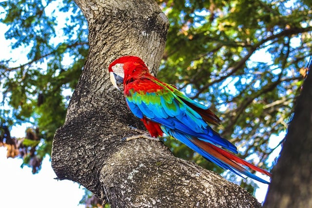 Free download bird arara feathers tree fauna free picture to be edited with GIMP free online image editor