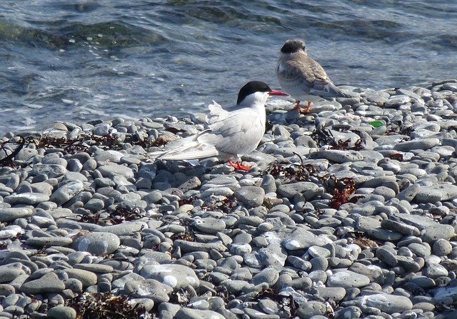 Free download Bird Arctic Tern Chick -  free photo or picture to be edited with GIMP online image editor