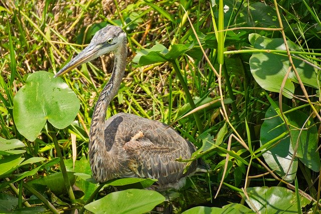 Free download Bird Ardea Everglades Animal -  free photo or picture to be edited with GIMP online image editor