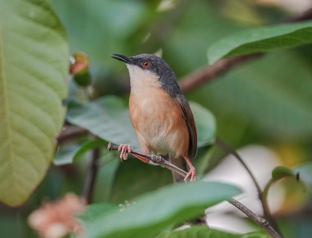 Free download bird ashy prinia prinia animal free picture to be edited with GIMP free online image editor