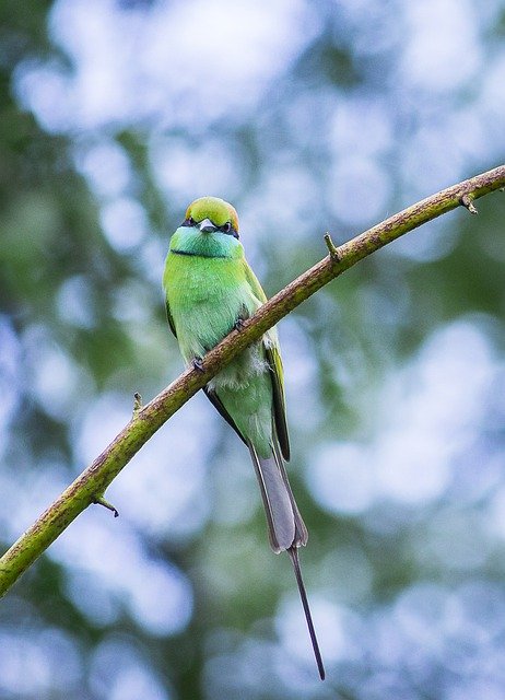 Free download bird asian green bee eater avian free picture to be edited with GIMP free online image editor