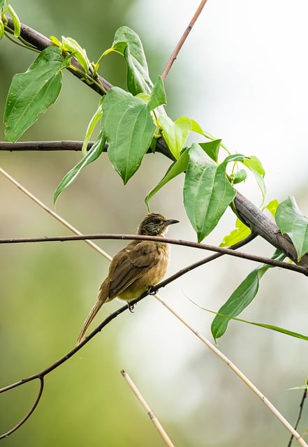 Free download bird ave avian bean mine cuckoo free picture to be edited with GIMP free online image editor