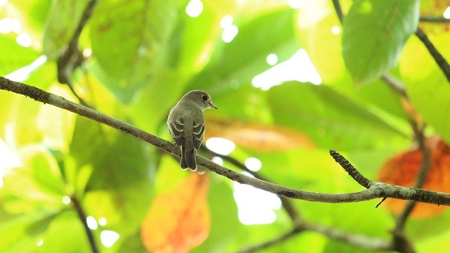 Free picture Bird Avian Flycatcher -  to be edited by GIMP free image editor by OffiDocs