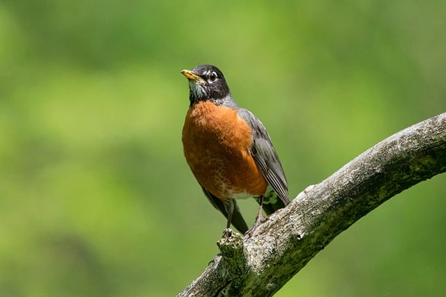 Free download bird avian ornithology nature free picture to be edited with GIMP free online image editor
