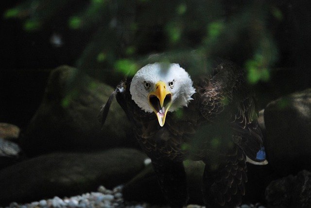 Free download bird bald eagle wildlife nature free picture to be edited with GIMP free online image editor